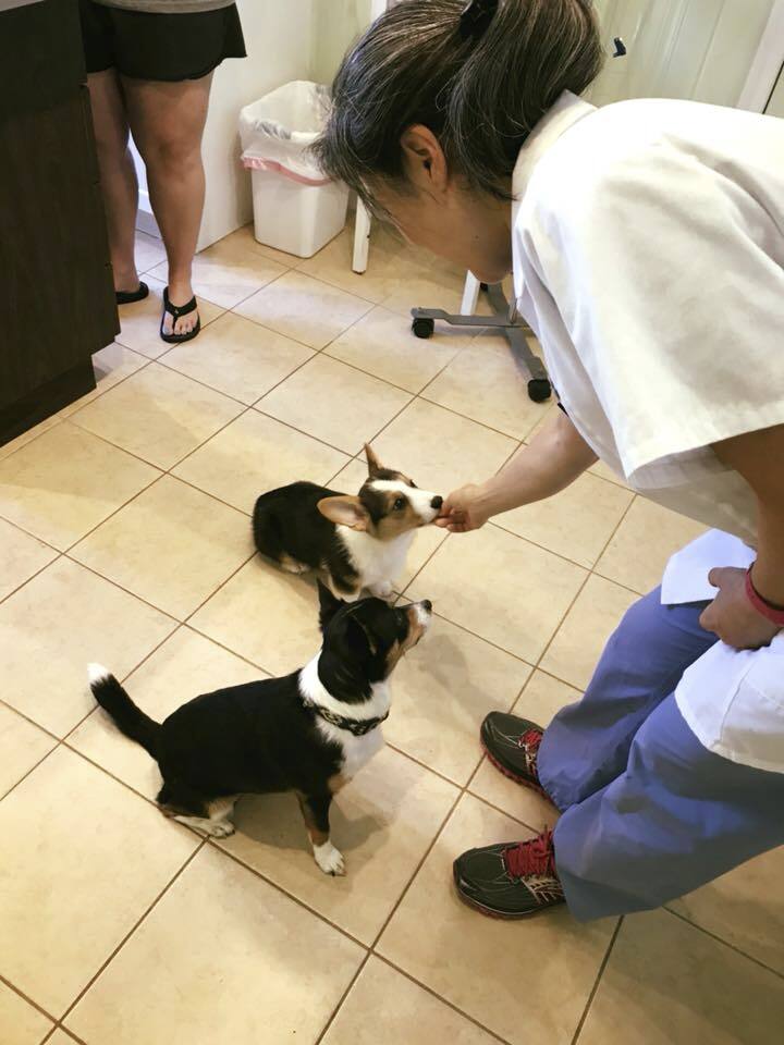 vet feeding dogs treats