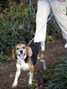 Abbott Animal hospital - dog walking on nature trail
