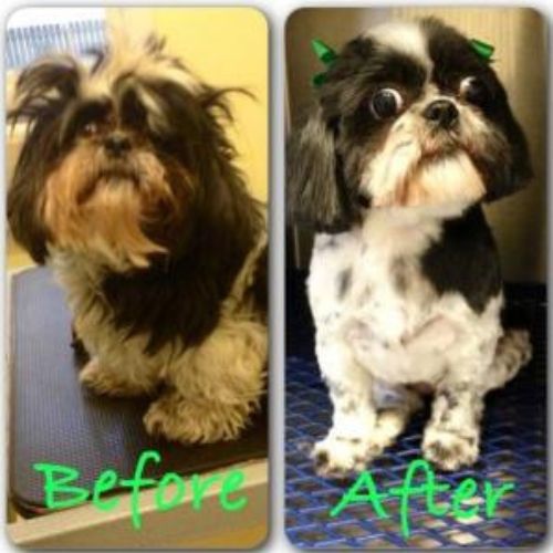 dog grooming before and after