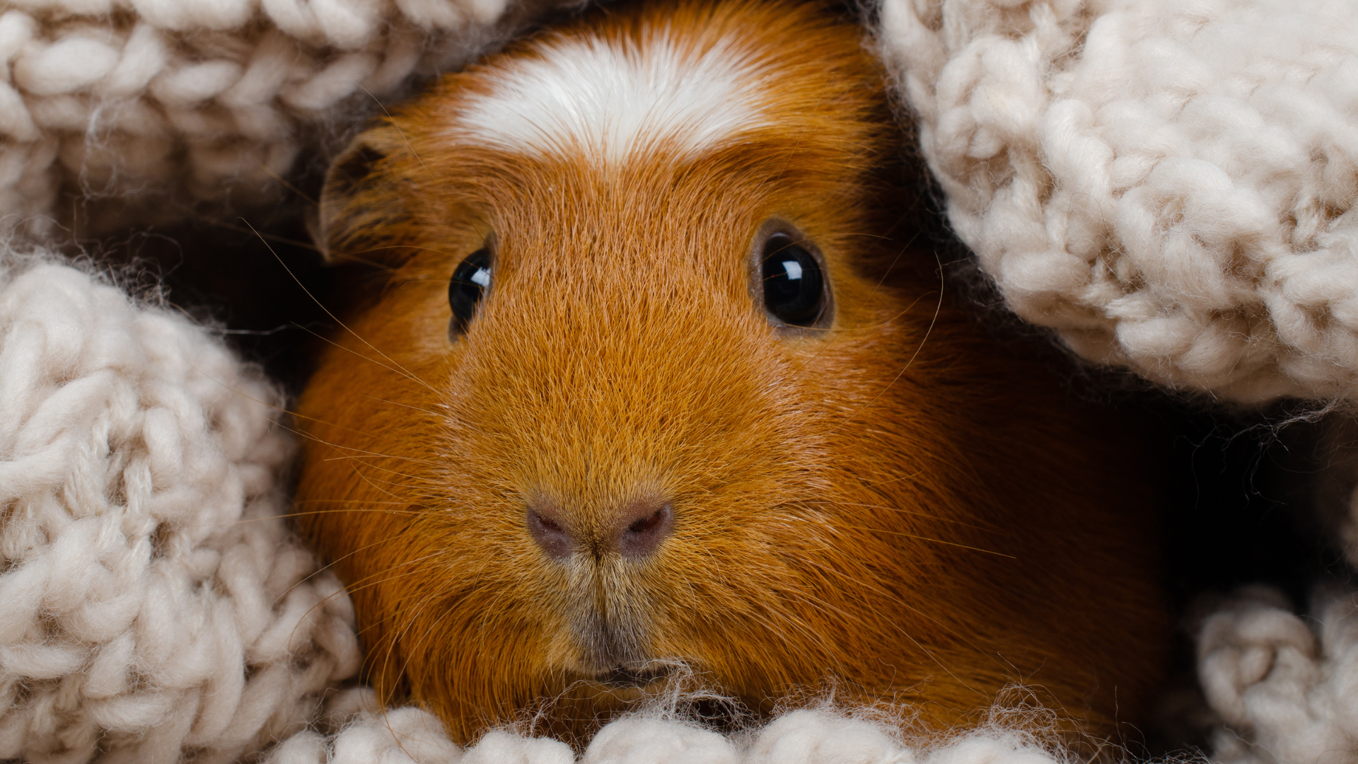 Abbott Animal Wellness guinea pig