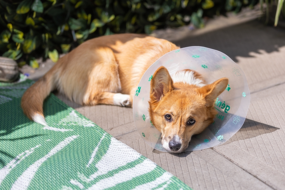 Adorable Pembroke Welsh Corgi puppy laying outside wearing the cone of shame after getting spayed