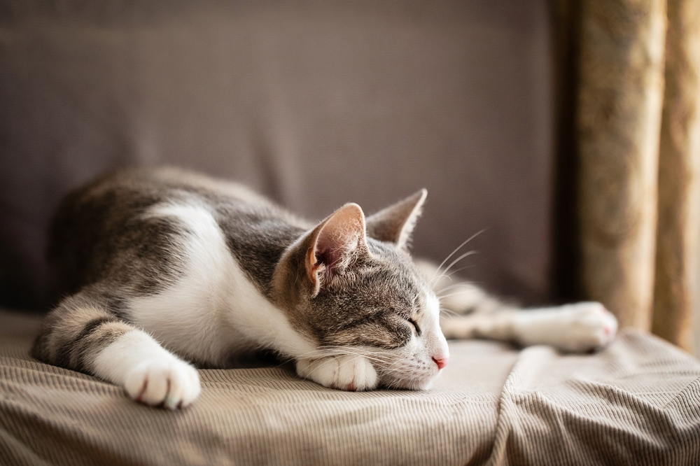 Adorable lazy tabby cat sleeping peacefully indoors