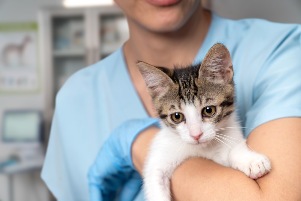 Veterinarian examining pet on table in veterinary clinic, Veterinary caring of a cute cat, healthcare of your pet. Pet Health Check Up. Caring Veterinarian Examining And Comforting a Cat During