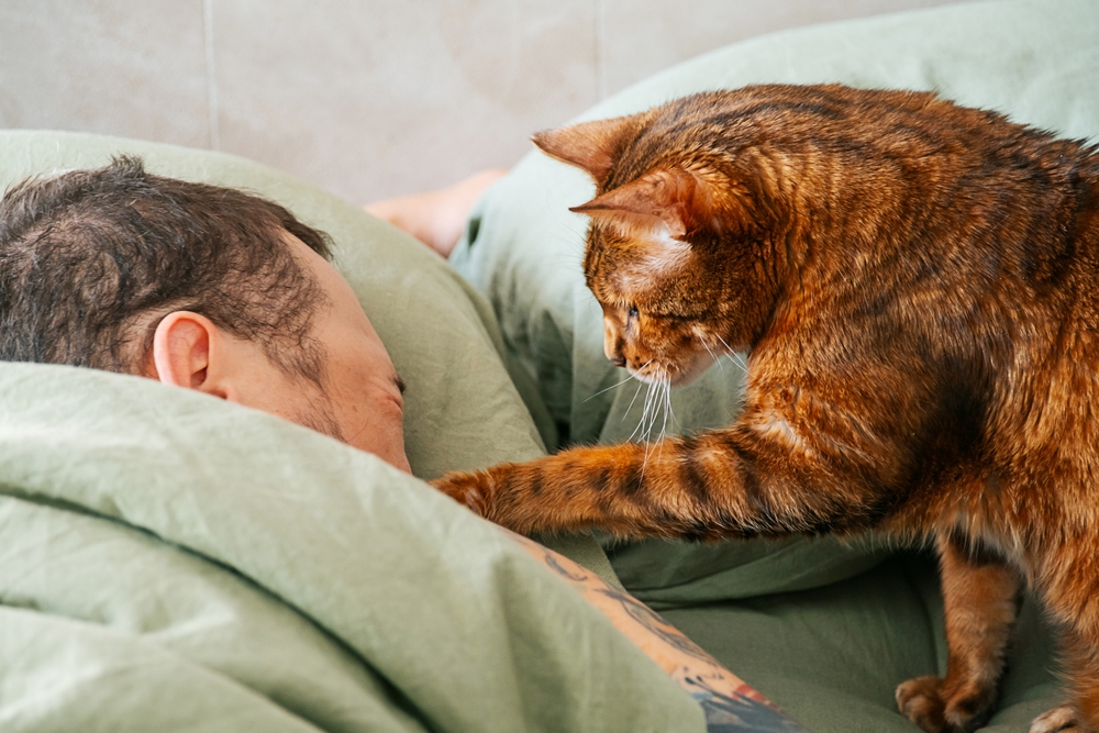 Cat gently taps sleeping man to wake him up in the morning. Pet waking owner concept, cozy home scene.