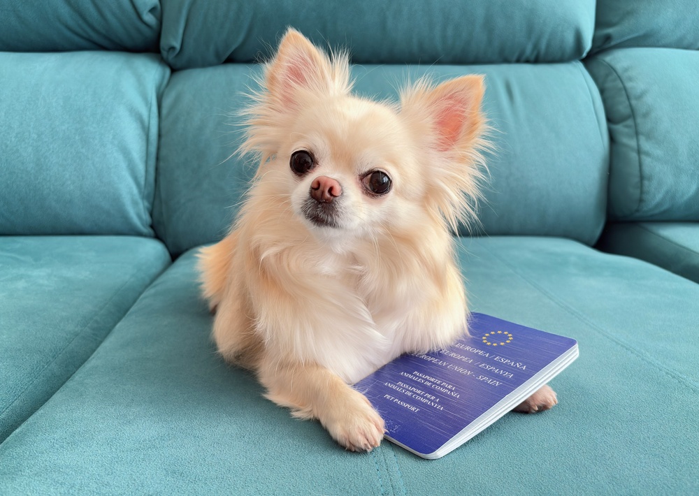 Cute dog chihuahua with european veterinary pet passport