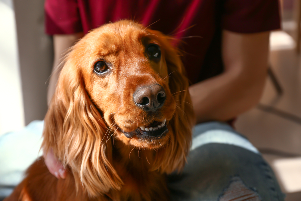 Cute dog with owner at home