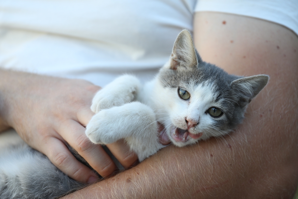 Cute little cat resting with owner, closeup