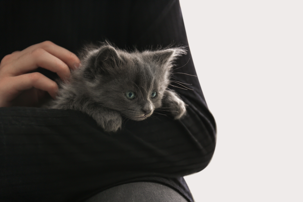 Cute little kitten with owner at home, closeup