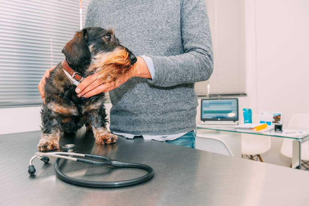 Lovely dog held by its owner in consultation waiting for the vet