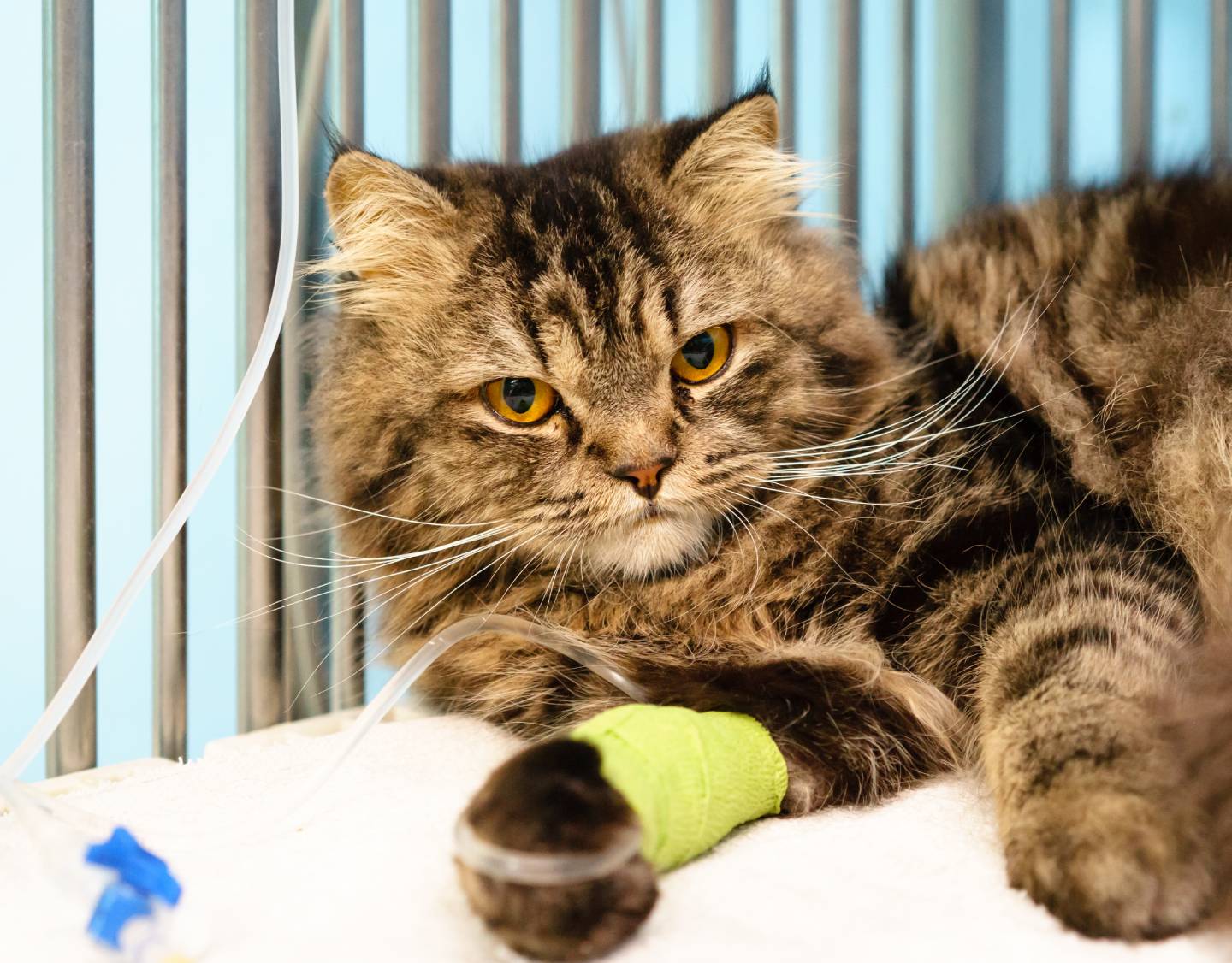 Maine coon cat sitting in the cage at the animal and treating by Intravenous fluid therapy at hospital/veterinary Clinic waiting for recovery from treatment and find a good home.