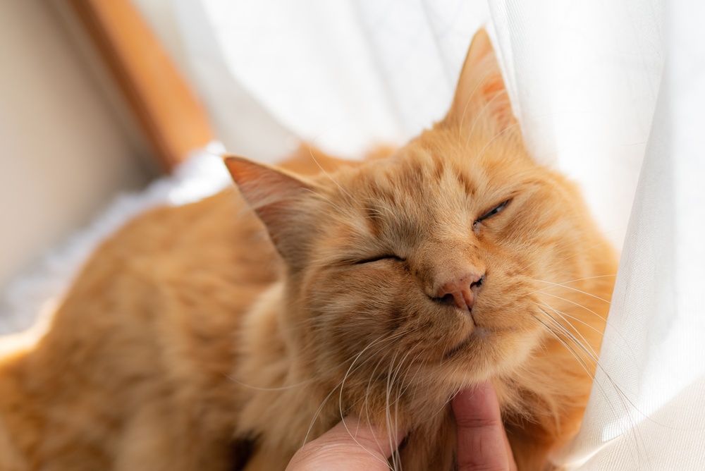 Owner stroking a cute cat