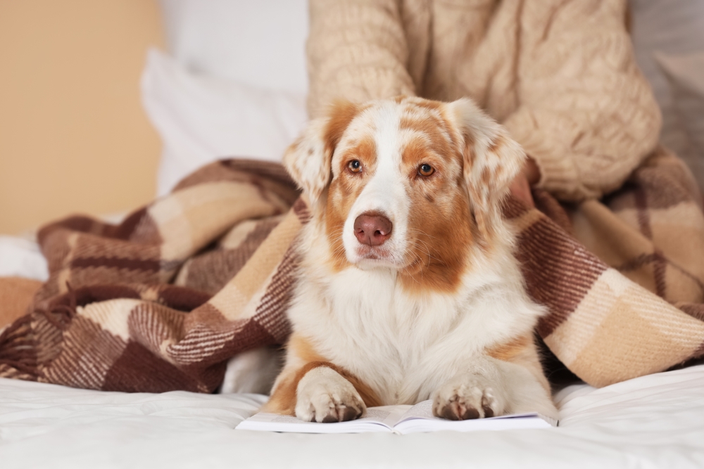 Owner with cute Australian Shepherd dog and book on bed in bedroom
