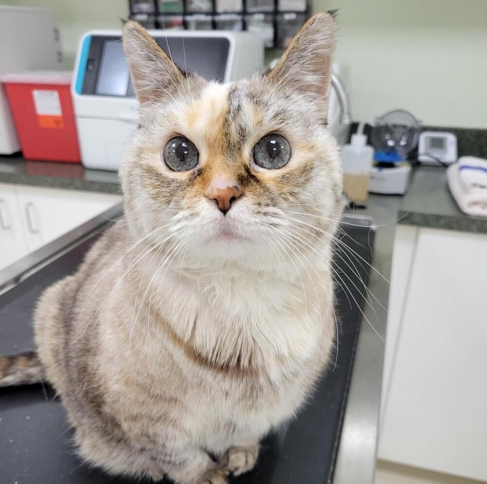 Pet-In-House-Diagnostics