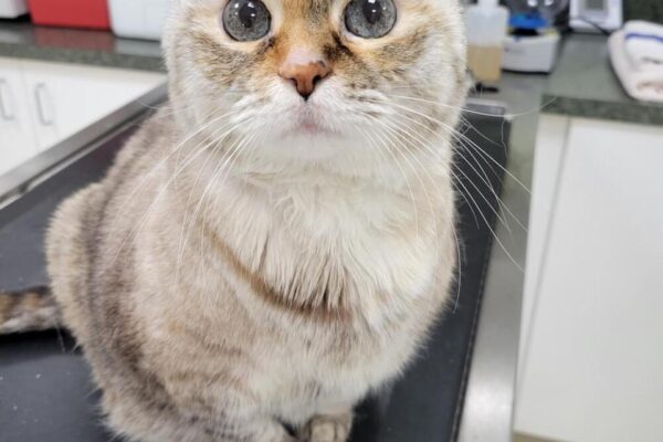 Pet In-House Diagnostics