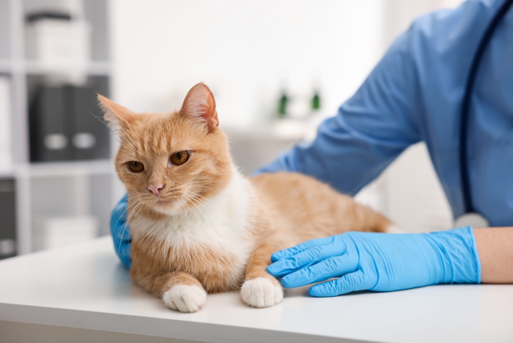Professional veterinarian examining cute ginger cat in clinic, closeup