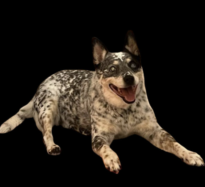 Senior Pet Care Gallery 2