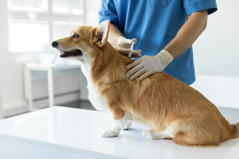 Abbott Animal Hospital patient: dog enjoying time outdoors Sick pembroke welsh corgi dog sitting on medical table in veterinary clinic while male veterinarian in protective gloves and uniform vaccinating him