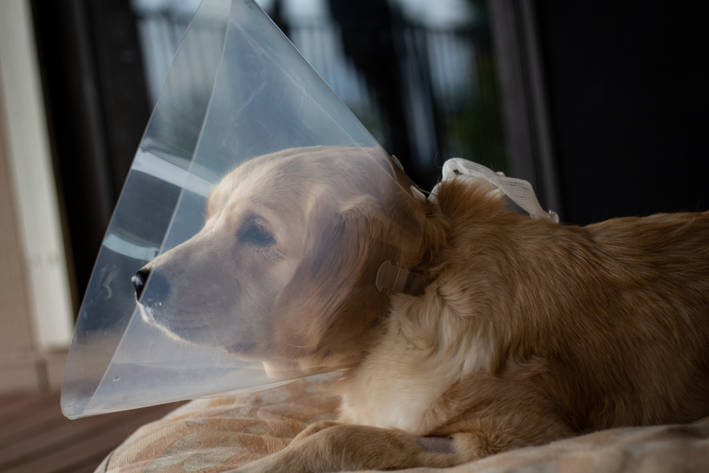 Tired Golden Retriever puppy wearing the "cone of shame" after surgery. Spay and neuter. Veterinarian recommended. Young dog