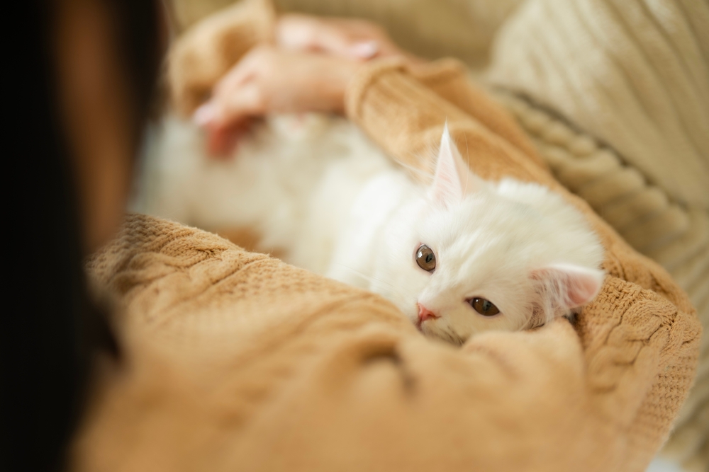Top view of young Asian woman in brown sweater sitting on bed and embrace her white fluffy kitten , looking at camera while little cat feel sleepy. Bonding between pet and owner concept.