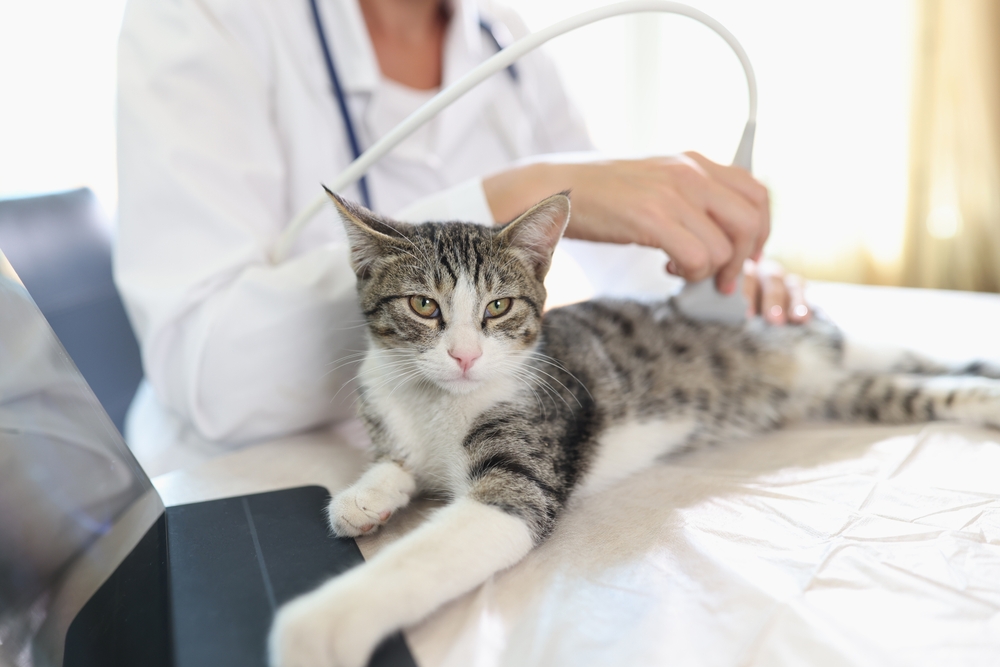 Cat patient: treatment room at Abbott Animal Hospital Veterinarian conducts ultrasound scan for adult cat in veterinary clinic. Doctor checking health of pets close up.
