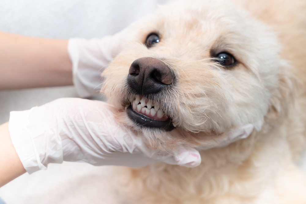 Groomed dog portrait: salon setting Veterinarian examining dog’s teeth during dental checkup while wearing latex gloves in veterinary clinic, home care.