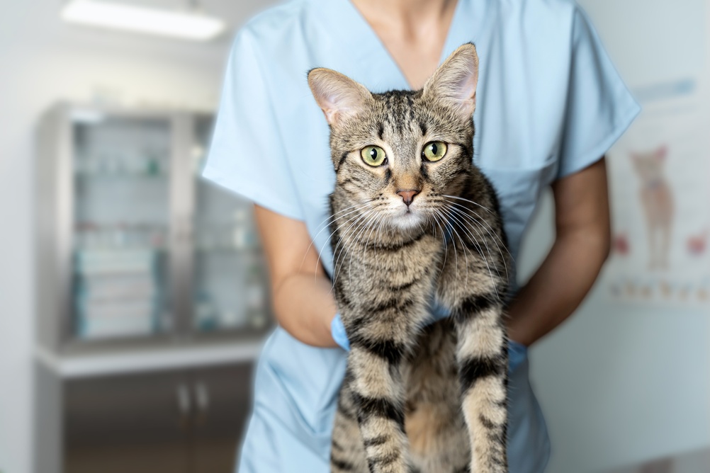 Veterinarian examining pet on table in veterinary clinic, Veterinary caring of a cute cat, healthcare of your pet.