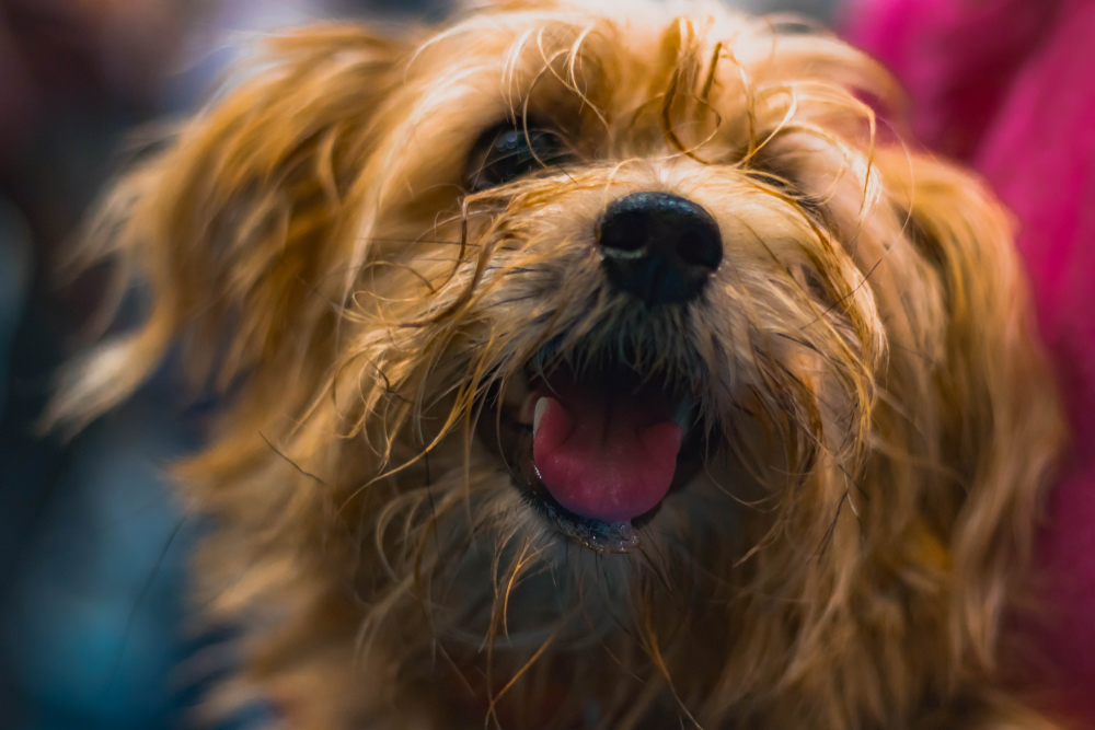 Worlds cutest dog smiling innocently
