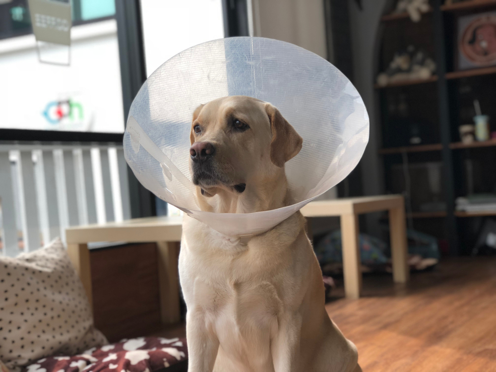 Yellow labrador dog wearing funnel collar
