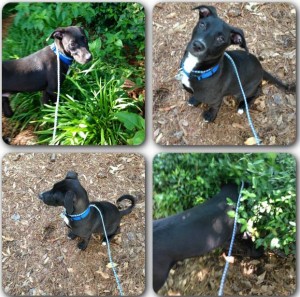 abbott-animal-hospital-dog-trail 3