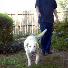 abbott-animal-hospital-dog-trails-6