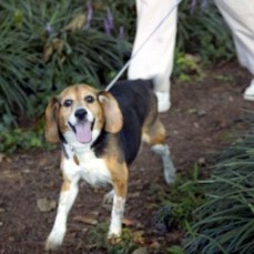 abbott-animal-hospital-nature-tails-7