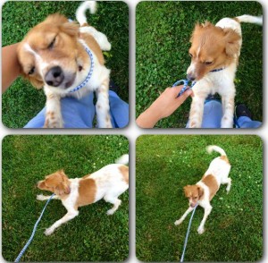 abbott-animal-hospital-nature-trail-photos 2