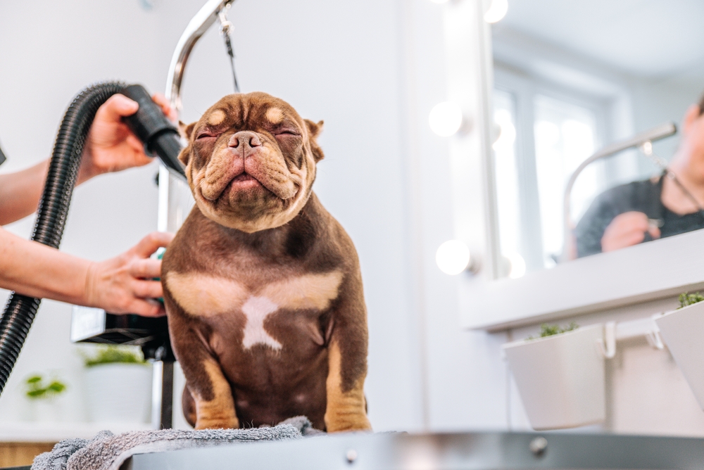 Senior dog wellness visit: Lilburn, GA animal hospital Brown and tan bulldog with eyes closed getting blow-dried during a grooming session