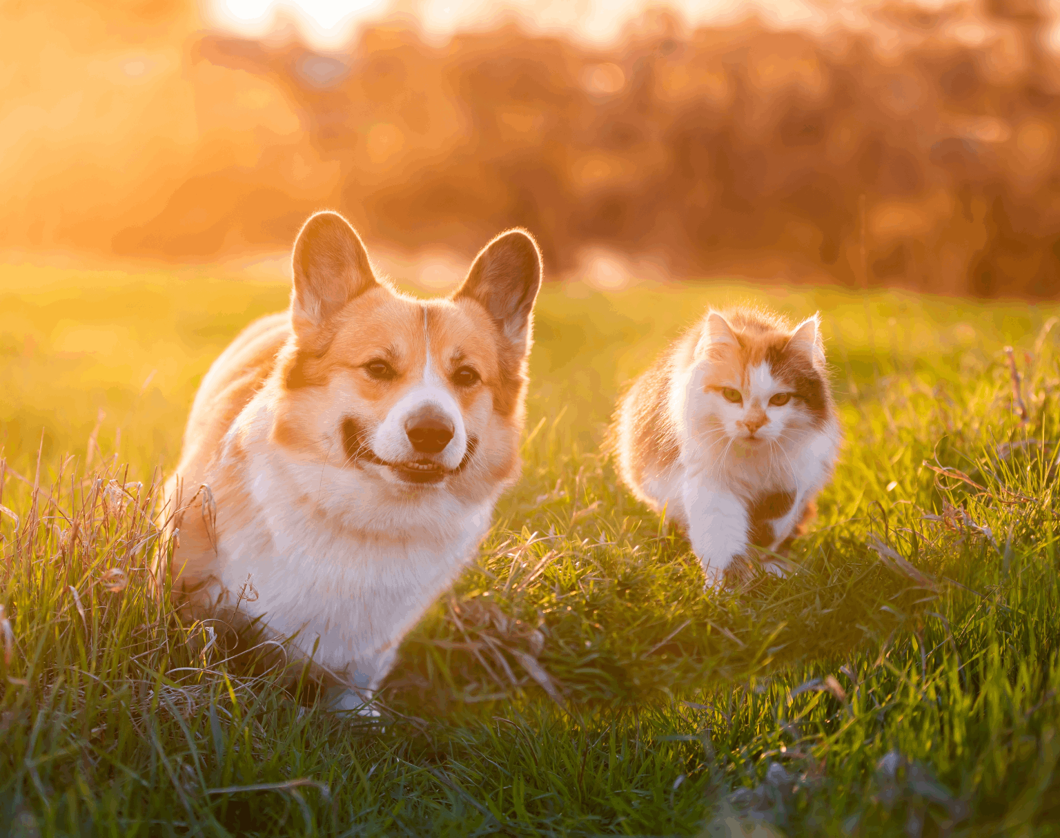 Meet the team: Abbott Animal Hospital in Lilburn, GA furry friends a dog and a cat walk amicably through a bright summer meadow in the sunlight