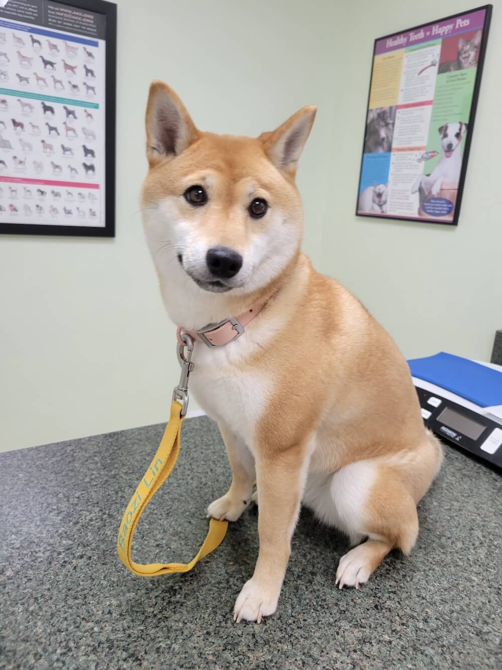 Shiba Inu patient: veterinary exam in Lilburn, GA Shiba Inu sitting calmly on an exam table during a checkup at Abbott Animal Hospital in Lilburn, GA