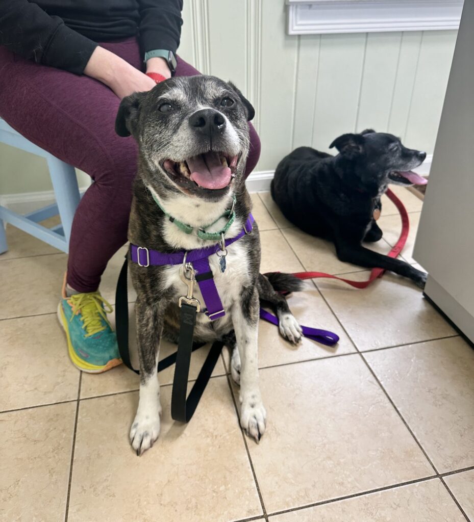Senior dogs waiting room: Lilburn, GA animal hospital Two senior dogs, a brindle mix and a black mixed breed, waiting together inside Abbott Animal Hospital in Lilburn, GA
