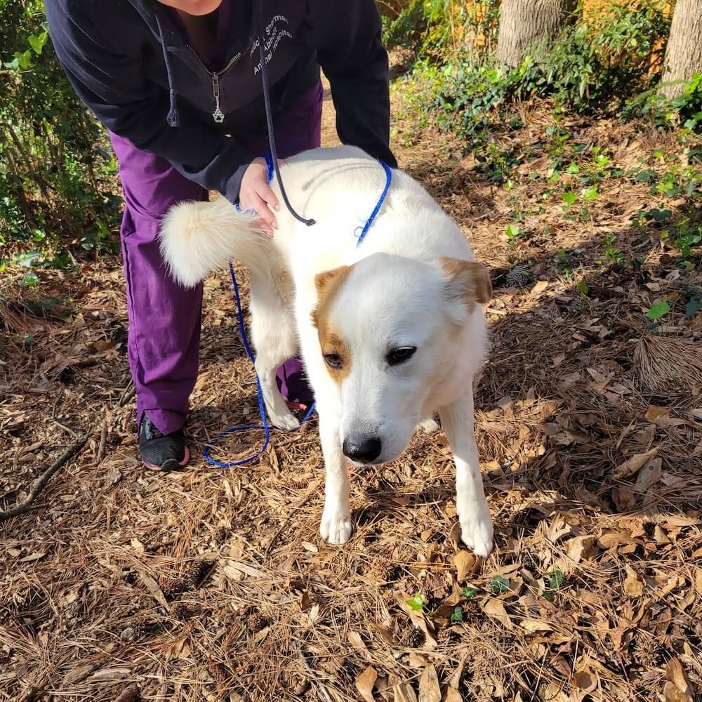 pet_boarding_and_nature_trails_1