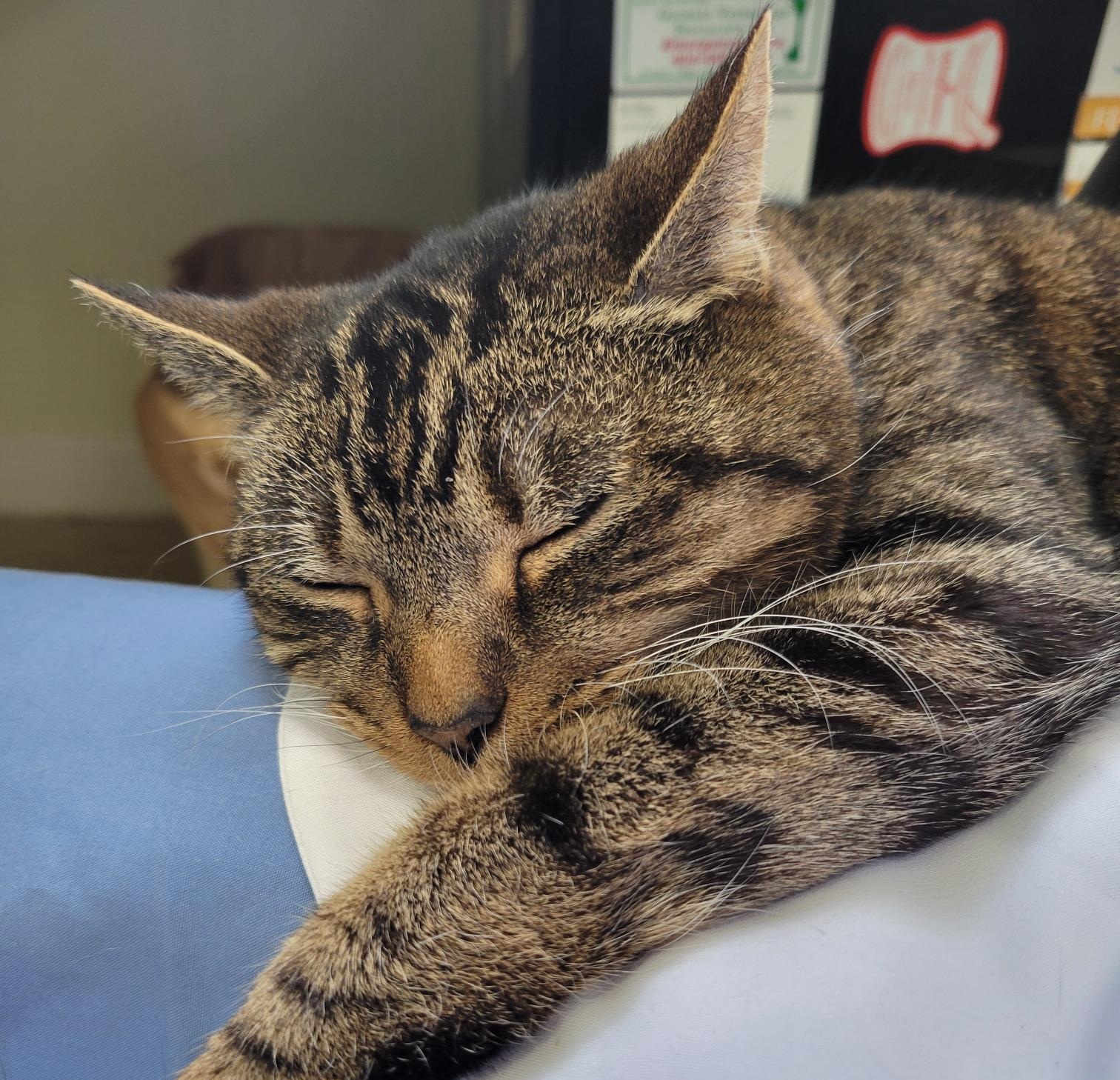 senior_pet_care_gallery_3