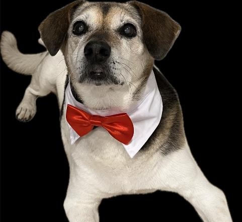 senior_pet_care_gallery_4