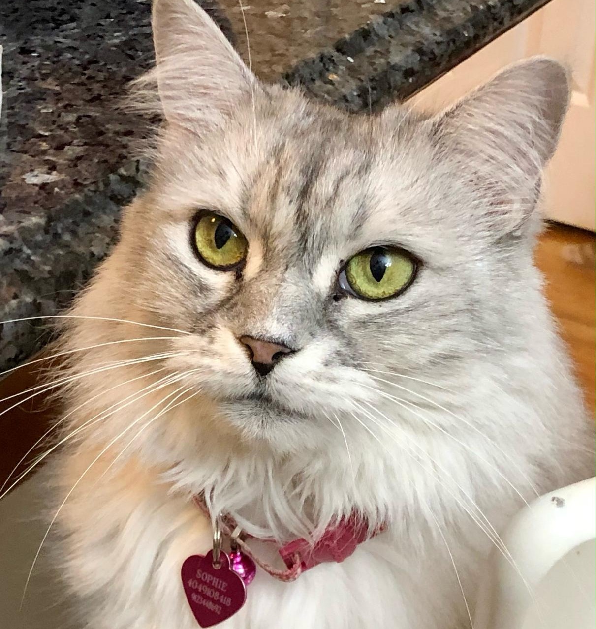 senior_pet_care_gallery_5
